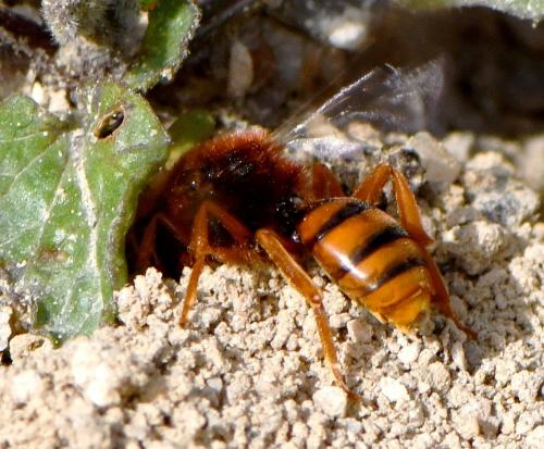 Réf. 247 506 : Nomada agrestis